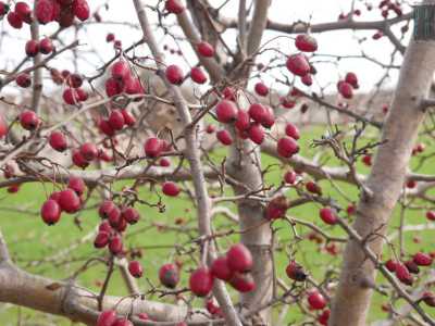 Il biancospino con le sue caratteristiche bacche rosse commestibili